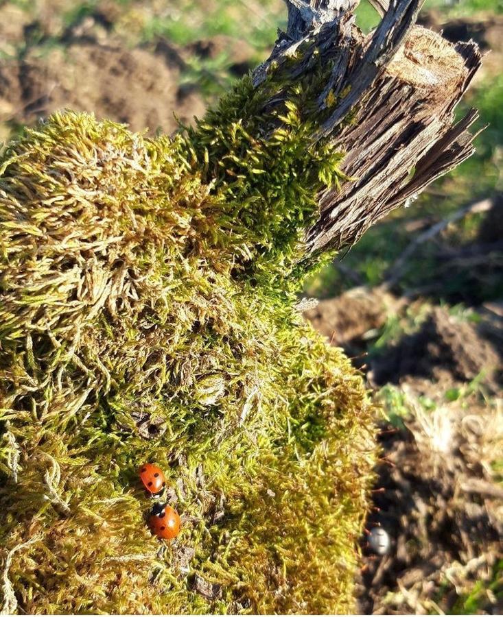 Floressens En Champagne Terrasse Privative Sur Le Vignoble Villa Fleury-la-Rivière Kültér fotó