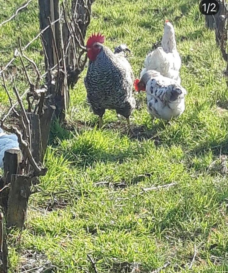 Floressens En Champagne Terrasse Privative Sur Le Vignoble Villa Fleury-la-Rivière Kültér fotó