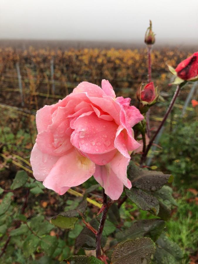 Floressens En Champagne Terrasse Privative Sur Le Vignoble Villa Fleury-la-Rivière Kültér fotó