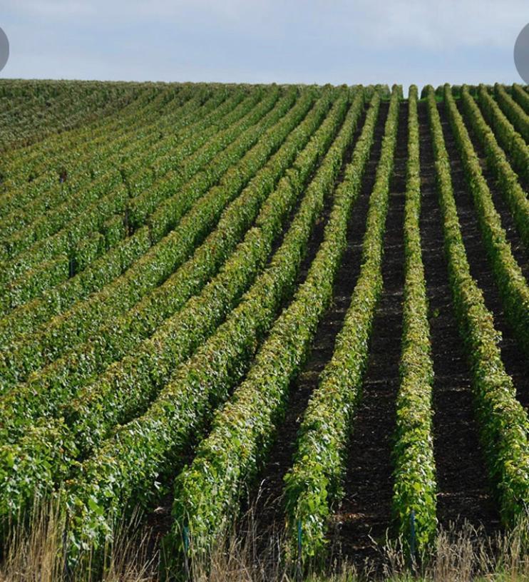Floressens En Champagne Terrasse Privative Sur Le Vignoble Villa Fleury-la-Rivière Kültér fotó