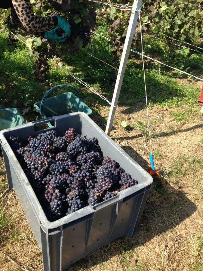 Floressens En Champagne Terrasse Privative Sur Le Vignoble Villa Fleury-la-Rivière Kültér fotó
